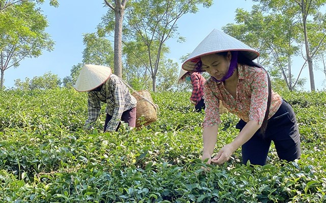 Thu hoạch chè tại Hợp tác xã chè xanh Cẩm Mỹ, huyện Thanh Sơn (Phú Thọ).