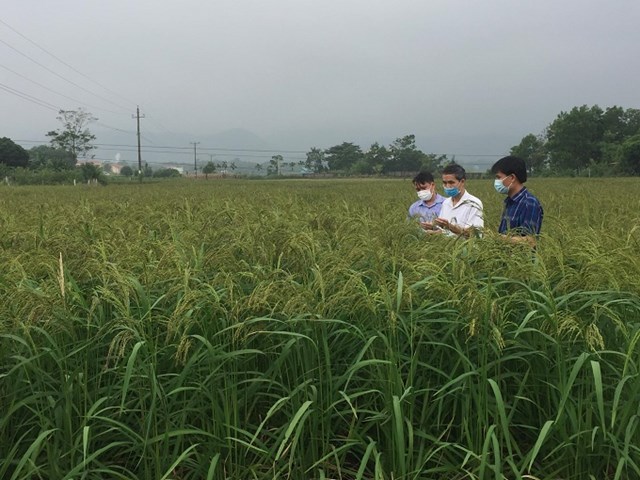Sau 2 năm triển khai thực hiện mô hình trồng“Giống lúa nếp Quạ đen- đặc sản của địa phương” tại xã Thắng Sơn (huyện Thanh Sơn) đã đem lại hiệu quả kinh tế, góp phần nâng cao thu nhập cho người dân.
