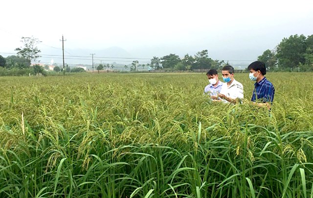 Mô hình lúa nếp đặc sản Quạ đen tại xã Thắng Sơn, huyện Thanh Sơn cho năng suất và thu nhập cao