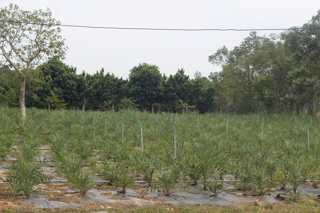  Doanh nhân Lê Mạnh Cường trồng giống cây chà là thành công ở Thanh Thủy - Ảnh 1