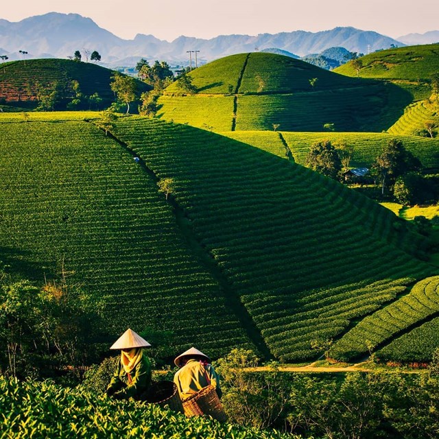 3 dòng trà phổ biến nhất tại Việt Nam  - Ảnh 1