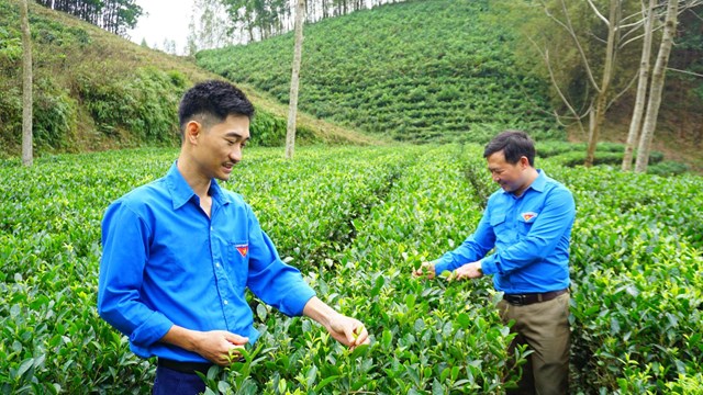 Anh Hoàng Văn Tuấn giới thiệu về vườn chè của HTX Trà an toàn Phú Đô.