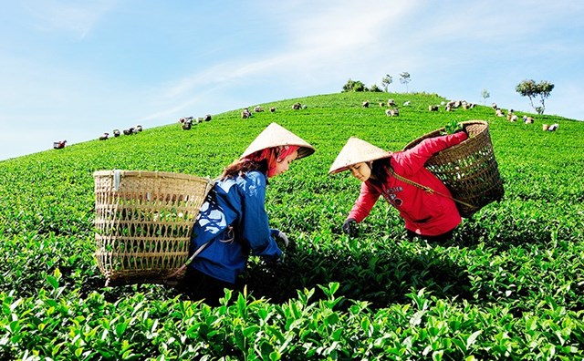 Nông sản Việt Nam: Nỗ lực đẩy mạnh xuất khẩu - Ảnh 1