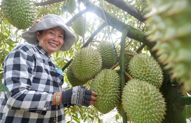 Ngay 6 th&aacute;ng đầu năm 2023, lĩnh vực sản xuất n&ocirc;ng nghiệp tỉnh Long An c&oacute; mức tăng trưởng kh&aacute; (ảnh Ki&ecirc;n Định).