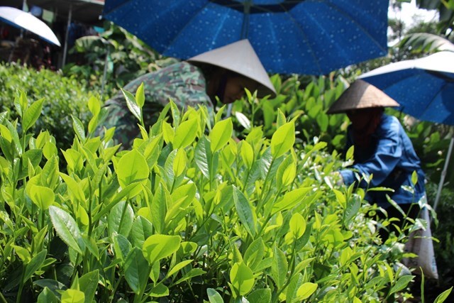 Cây chè là một trong những cây trồng chủ lực mang lại kinh tế cao cho người dân trên địa bàn xã Ba Trại. Ảnh: Phi Long.