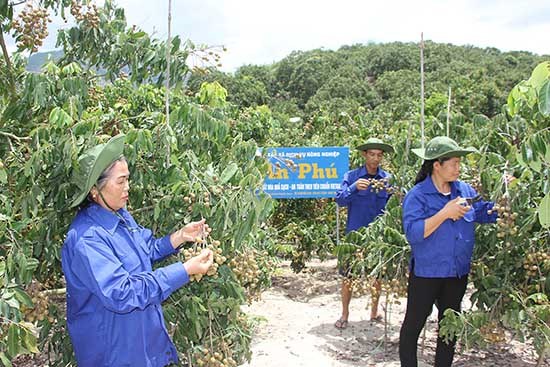 Các thành viên HTX An Phú chăm sóc vườn nhãn theo tiêu chuẩn VietGAP.