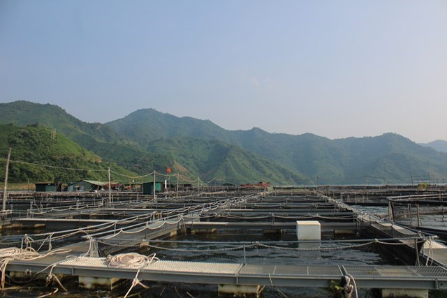 Hồ thủy điện Sơn La không chỉ tích nước phát hàng tỉ kWh điện mà còn mở ra một triển vọng trở thành trung tâm cá tầm lớn nhất Việt Nam. Ảnh: Phi Long.