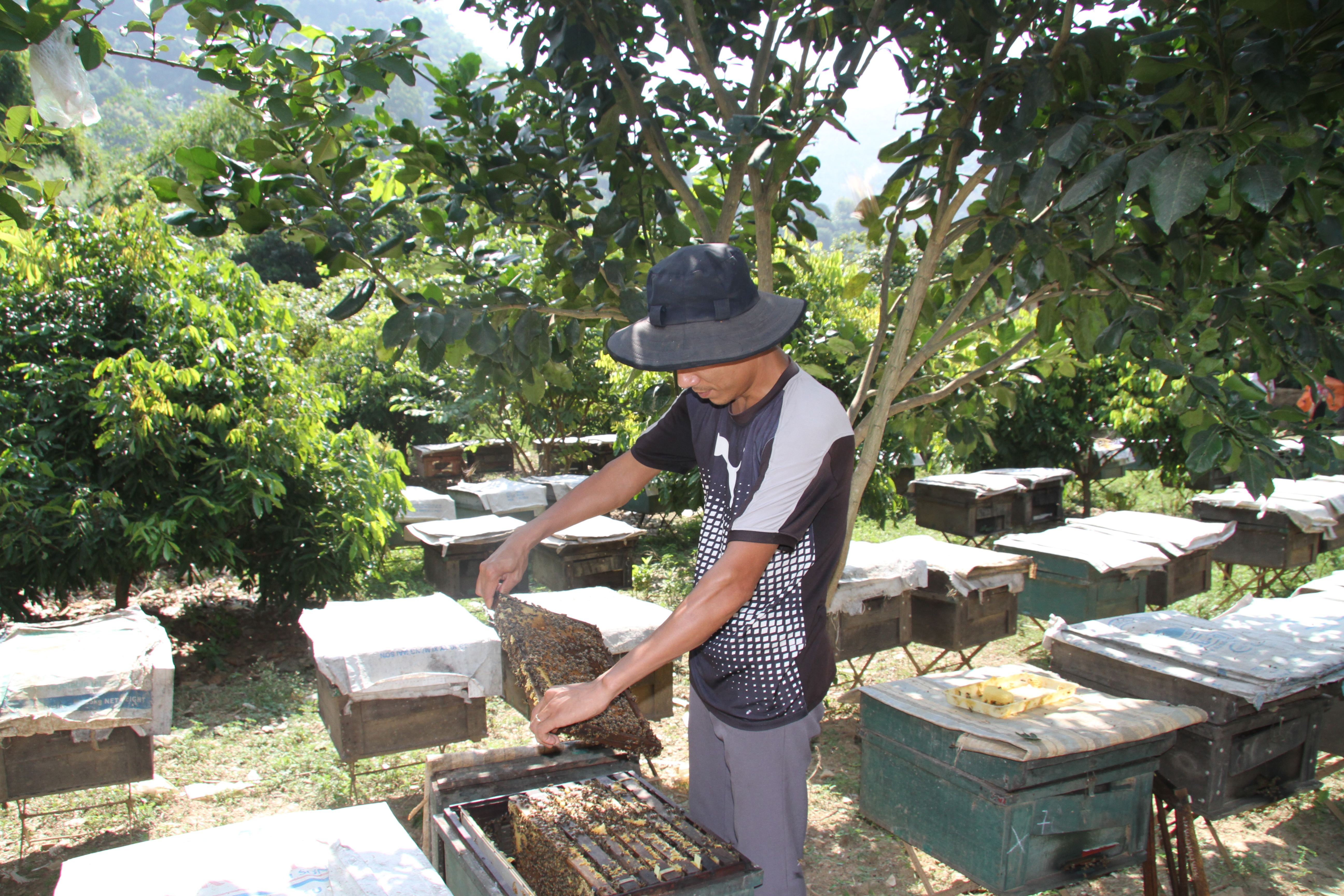 Mô hình nuôi ong lấy mật tại bản Tạ Búng xã Tạ Bú bước đầu mang lại hiệu quả kinh tế. ảnh Nam Trứ