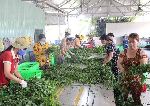 Việc đưa sản phẩm nông nghiệp lên các sàn thương mại điện tử góp phần thúc đẩy trao đổi hàng hóa của địa phương (ảnh Minh Thư).