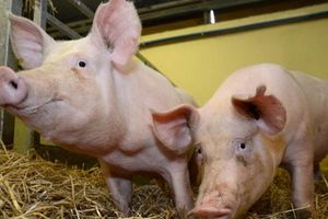 Giá lợn hơi hôm nay 18/11: Tăng giảm trái chiều tại một số địa phương