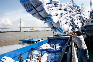 Xuất khẩu gạo Việt Nam sang thị trường châu Phi tiếp tục tăng