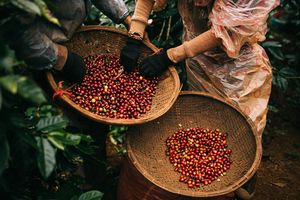 Cà phê Việt được thị trường Nga ưa chuộng