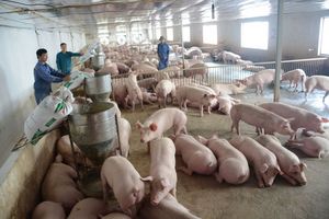 Giá lợn hơi hôm nay 13/12: Tăng nhẹ 1.000 đ/kg tại khu vực miền Nam
