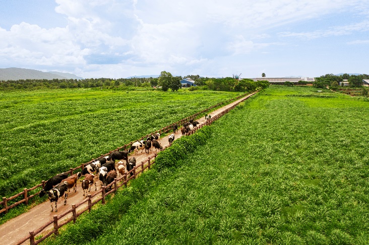 A group of animals walking on a roadDescription automatically generated