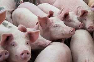 Giá lợn hơi hôm nay 30/7: Điều chỉnh giảm 1.000 - 2.000 đồng/kg ở một vài nơi