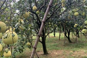 Bưởi Phúc Trạch: Đẩy mạnh liên kết, nâng cao giá trị thương hiệu đặc sản