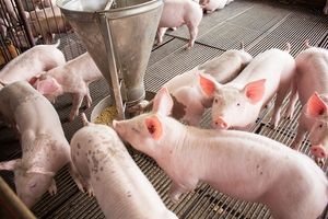 Giá lợn hơi hôm nay 19/11: Duy trì xu hướng giảm tại nhiều tỉnh thành trên cả nước
