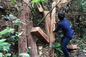 Quảng Bình: Phát hiện hai vụ phá rừng nghiêm trọng