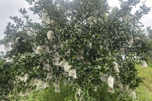 Hà Tĩnh: Cam trĩu quả, giá cao – nông dân vui như mở hội