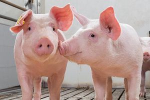 Giá lợn hơi hôm nay 17/9: Điều chỉnh 1.000 - 2.000 đồng/kg tại một số tỉnh thành trên cả nước