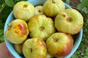 Bản tin Tiêu dùng 22/7: Loại táo nhìn như quả bí có giá hàng trăm nghìn đồng/kg