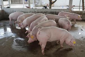 Giá heo hơi hôm nay 26/6: Bắt đầu có nơi tăng giá, đà giảm chững lại