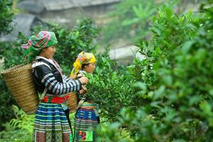 Thương mại nông sản Việt Nam: Hành trình chạm đến trái tim người tiêu dùng