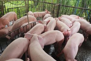 Giá lợn hơi hôm nay 6/11: Giảm nhẹ tại một số tỉnh thành