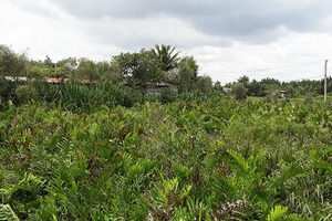 TP HCM: Dự án lấy đất Nông trường dừa vào 'tầm ngắm' cảnh sát điều tra