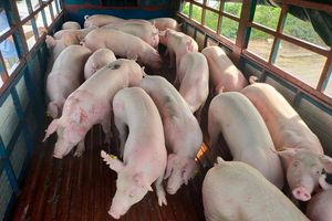 Giá lợn hơi hôm nay 26/10: Tăng mạnh 5.000 - 12.000 đồng/kg trên toàn quốc