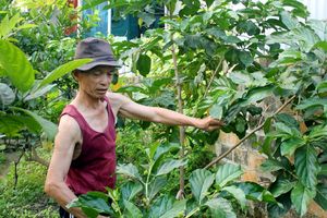 Hải Phòng: Vườn cây trái nhàu tươi đem lại hiệu quả kinh tế của ông Nguyễn Khắc Bối.