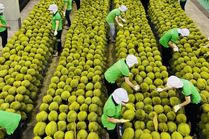 Nâng tầm nông sản Việt: Chinh phục thị trường quốc tế bằng thương hiệu và chất lượng