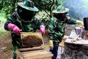 Người thợ mộc đam mê nghề ong và khát vọng xây dựng sản phẩm OCOP