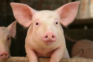 Giá lợn hơi hôm nay 29/7: Giảm nhẹ 1.000 đồng/kg tại một số địa phương ở hai miền Bắc - Nam