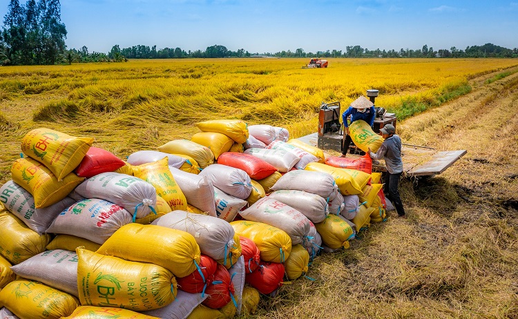 Nâng tầm vị thế hạt gạo Việt Nam | Thông Tin Đối Ngoại - Ban Tuyên giáo  Trung ương