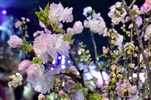Khai mạc lễ hội hoa anh đào Nhật Bản – Hà Nội 2019