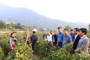 Xã Vân Sơn học tập mô hình trồng ba kích hiệu quả tại Đạo Trù