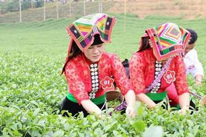 Sơn La: Nhờ trồng chè người dân xã Phổng Lái phát triển kinh tế ổn định
