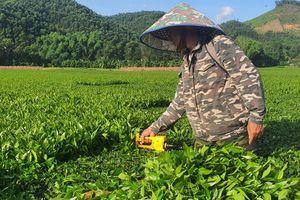 Hà Tĩnh: Đồng chè khoe sắc sau mưa bão