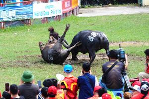 Hải Phòng: Lễ hội Chọi trâu Đồ Sơn 2025 – Khúc tráng ca của sức mạnh, bản sắc và niềm tự hào quê hương