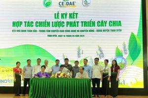 Huyện Than Uyên (tỉnh Lai Châu): Lễ ký kết Hợp tác chiến lược phát triển cây Chia