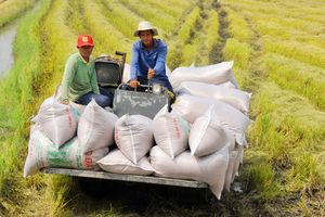 Bản tin nông sản 1/7: Gạo ST25 thâm nhập thị trường Nhật Bản