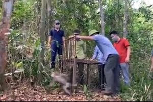 Hà Tĩnh: Thả cá thể khỉ và trăn quý hiếm về Vườn Quốc gia Vũ Quang