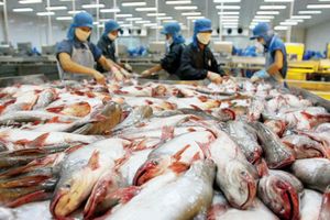 Nguy cơ đứt gãy chuỗi cung ứng cá tra: Doanh nghiệp càng thêm khó