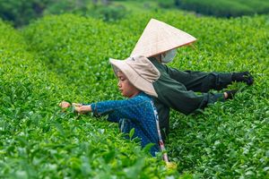 Thúc đẩy năng lực cạnh tranh cho doanh nghiệp nông nghiệp Việt Nam