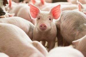Giá lợn hơi hôm nay 30/8: Biến động trái chiều tại một số địa phương