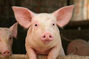 Giá lợn hơi hôm nay 14/8: Tăng mạnh 1.000 - 3.000 đ/kg ở khu vực miền Bắc