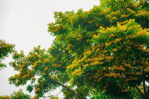 Mùa hoa sưa nhuộm vàng Công viên châu Á, Đà Nẵng