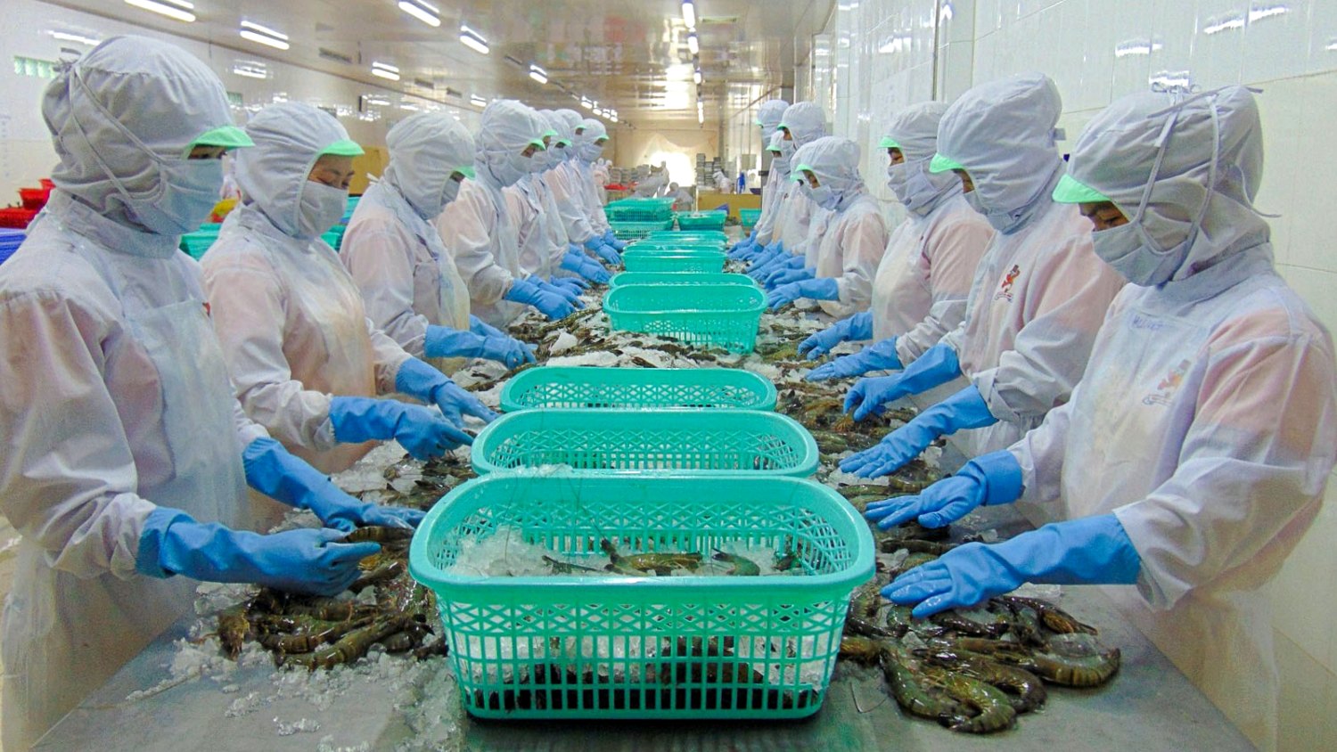 Thực phẩm Sao Ta (FMC) trở thành nhà xuất khẩu tôm Việt lớn nhất vào Nhật  Bản