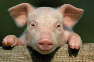 Giá lợn hơi hôm nay 24/7: Miền Trung giảm nhẹ 1.000 đ/kg